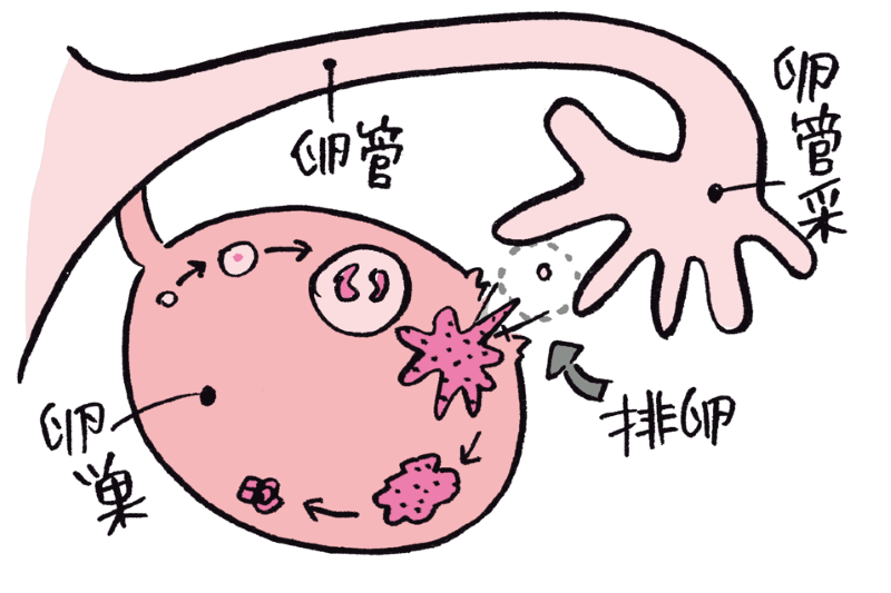 卵巣