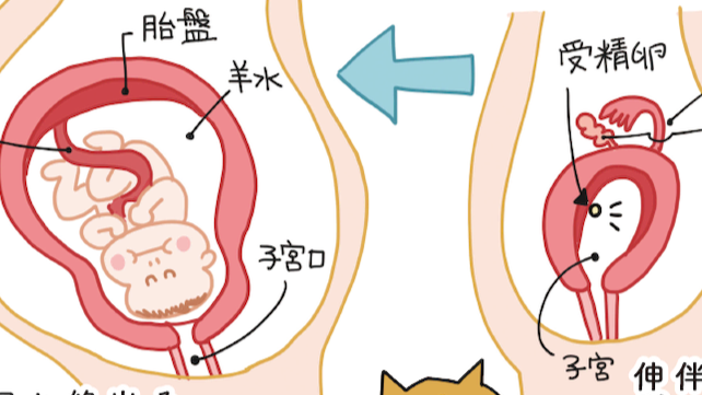 子宮の働き