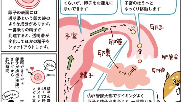 「避妊をやめたら妊娠する」は間違い！妊娠するための条件とは？【マンガで学ぶ基礎知識】
