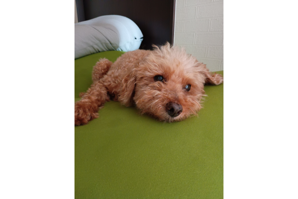 ぷーさん