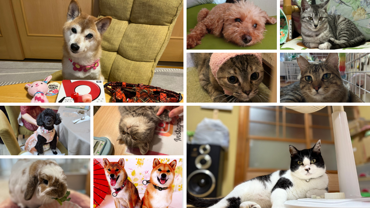 郡司りかさんの愛犬も登場。妊活中の癒し♡あかほし会員の自慢のペット写真大集合