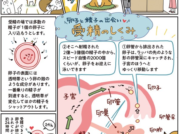 卵子と出会うのは奇跡♡一番乗りのラッキーボーイは誰だ!?【マンガで読む妊娠の仕組み】
