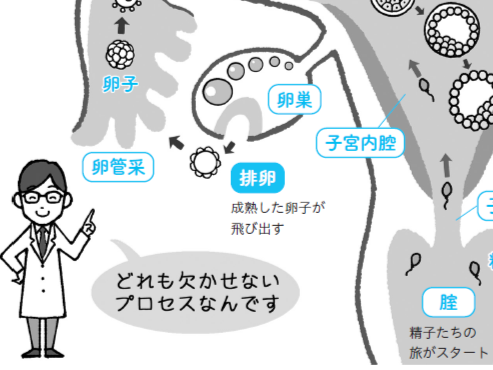 排卵～着床まで知っておきたい6STEP！妊娠成立のプロセスを図解で説明します【医師監修】
