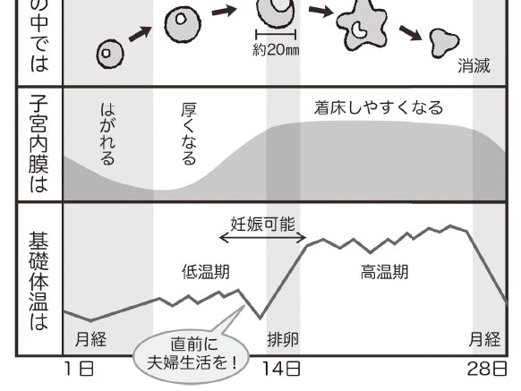 月経周期